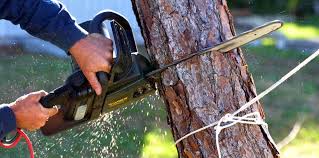 Best Utility Line Clearance  in Ridgeland, SC