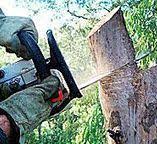 Best Emergency Tree Removal  in Ridgeland, SC