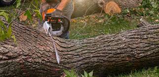 Best Lawn Pest Prevention  in Ridgeland, SC