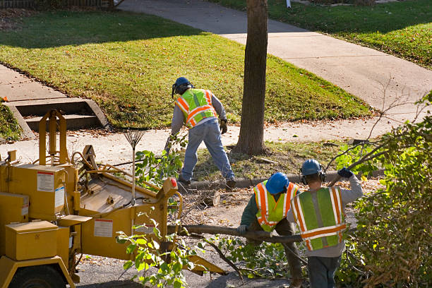 Best Tree Risk Assessment  in Ridgeland, SC
