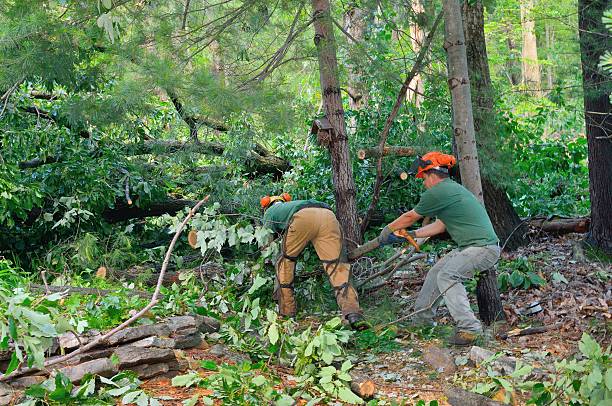 Landscape Design and Installation in Ridgeland, SC