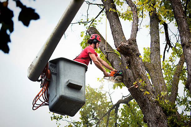 Best Seasonal Cleanup (Spring/Fall)  in Ridgeland, SC