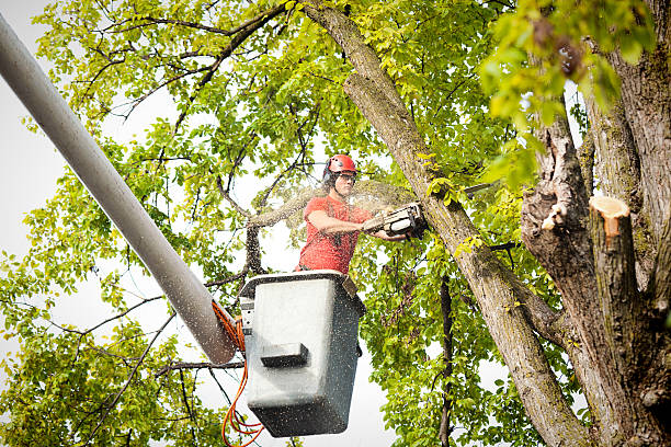 Ridgeland, SC Tree Services Company