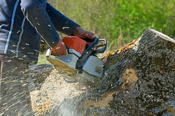 Best Fruit Tree Pruning  in Ridgeland, SC